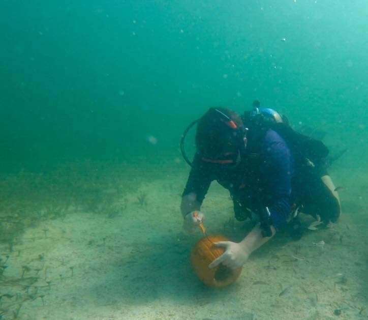 Pumpkins & Reef Balls: Hernando Beach Halloween Dive photo 1