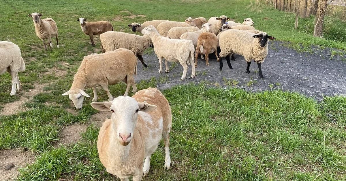 Farm Tours at Woodcock Hollow Farm: A Hands-On Adventure in Agriculture