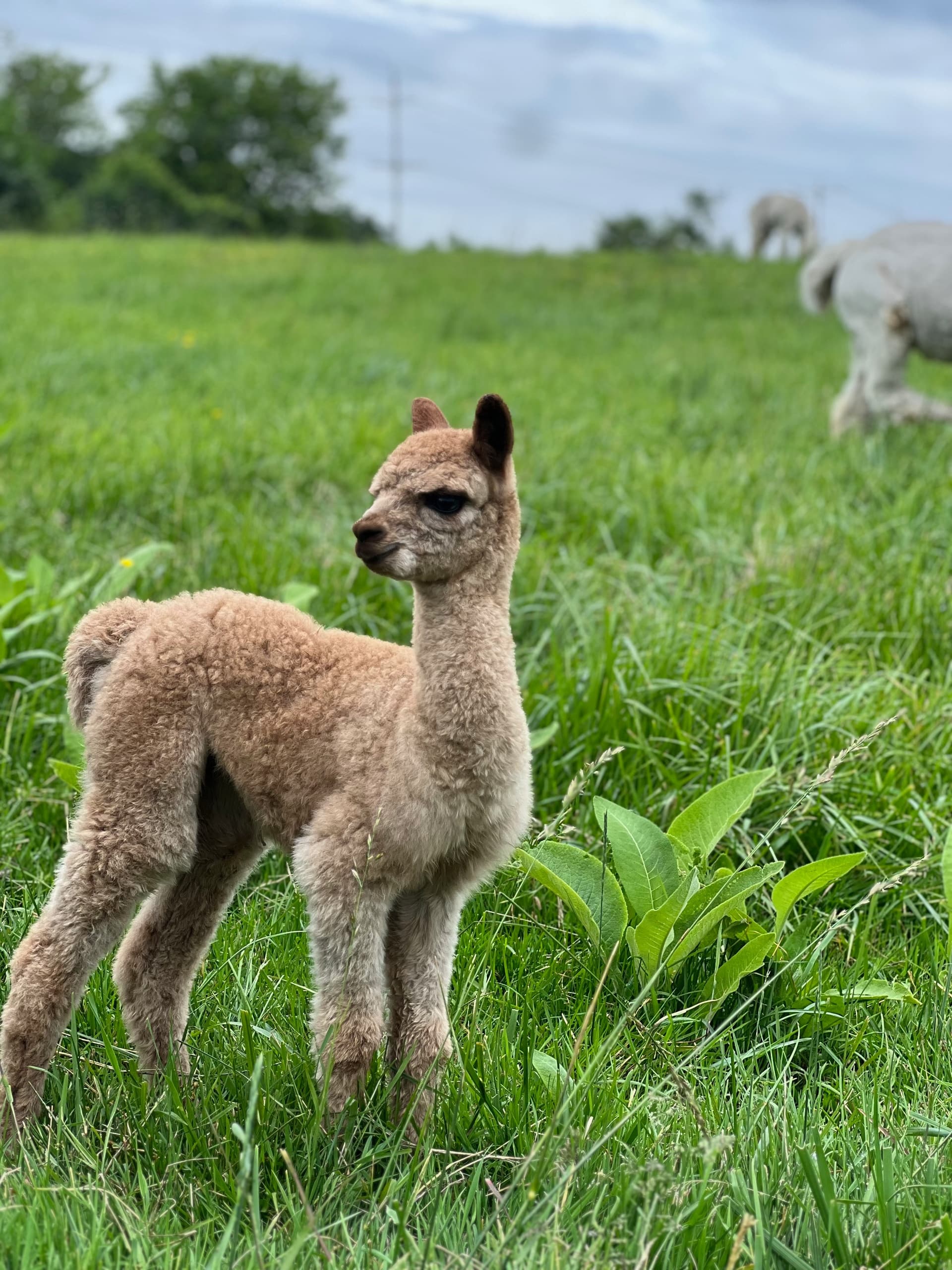 Farm Tours & Alpaca Encounters at Noble Beast Farms