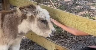 WaffleFamily Farm Family Visit near Hudson, FL — Casual 4-Hour Farm Outing