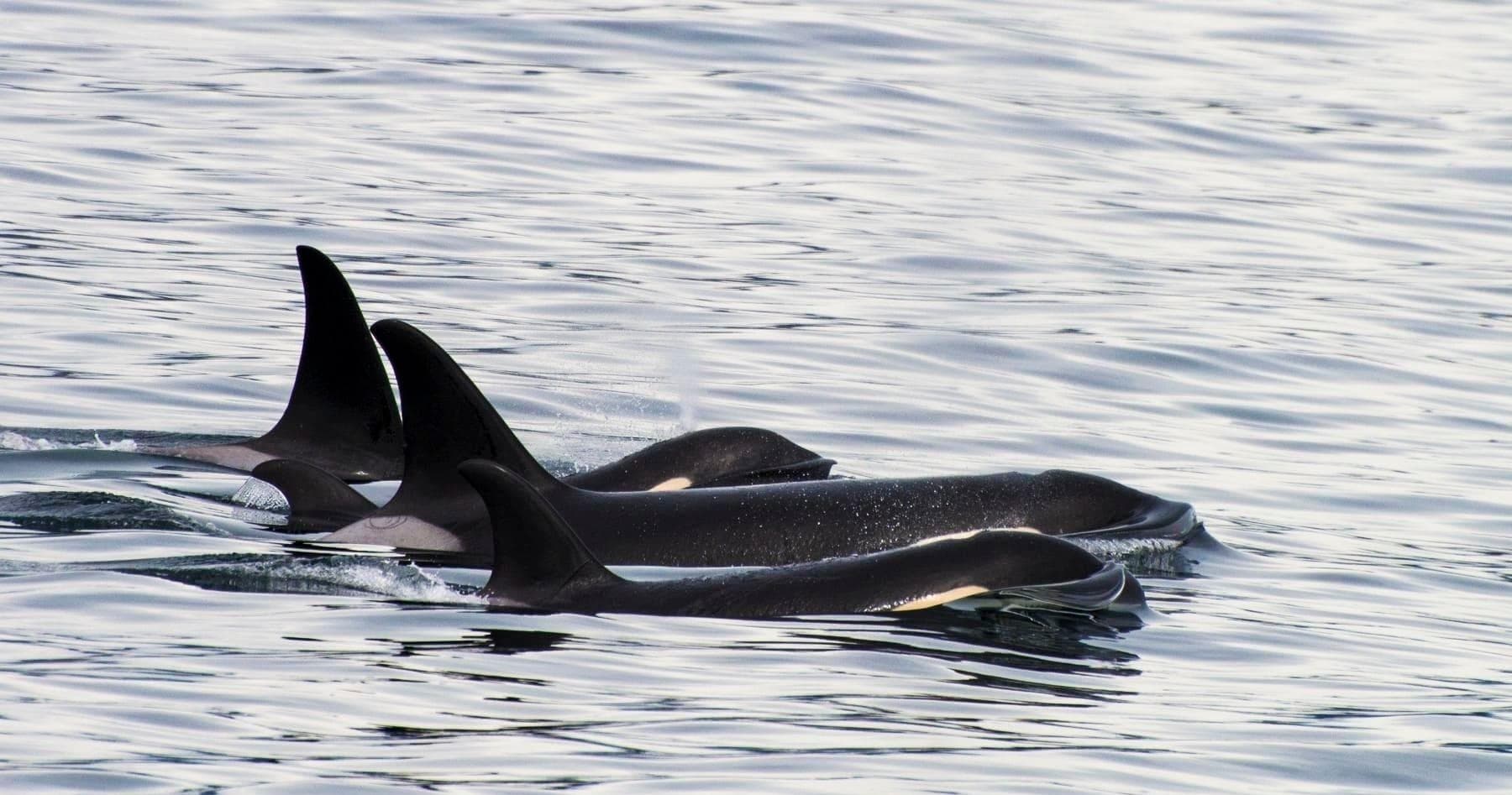 Whale Watching with Miller's Landing in Seward, Alaska