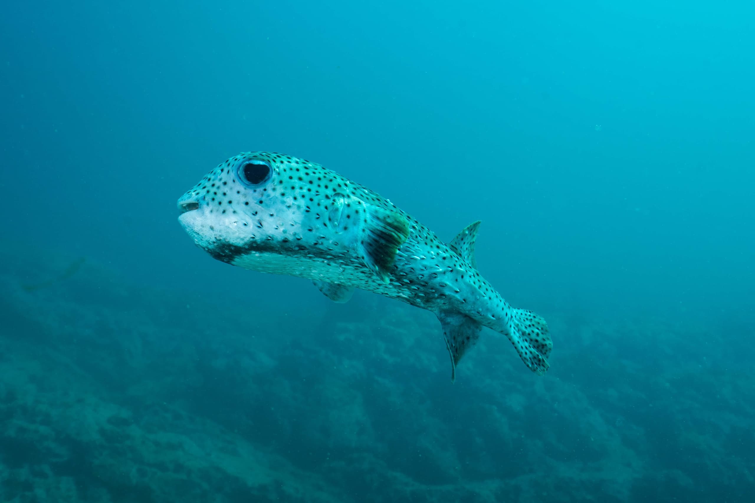 Costa Rica Diving & Conservation with Rich Coast Diving