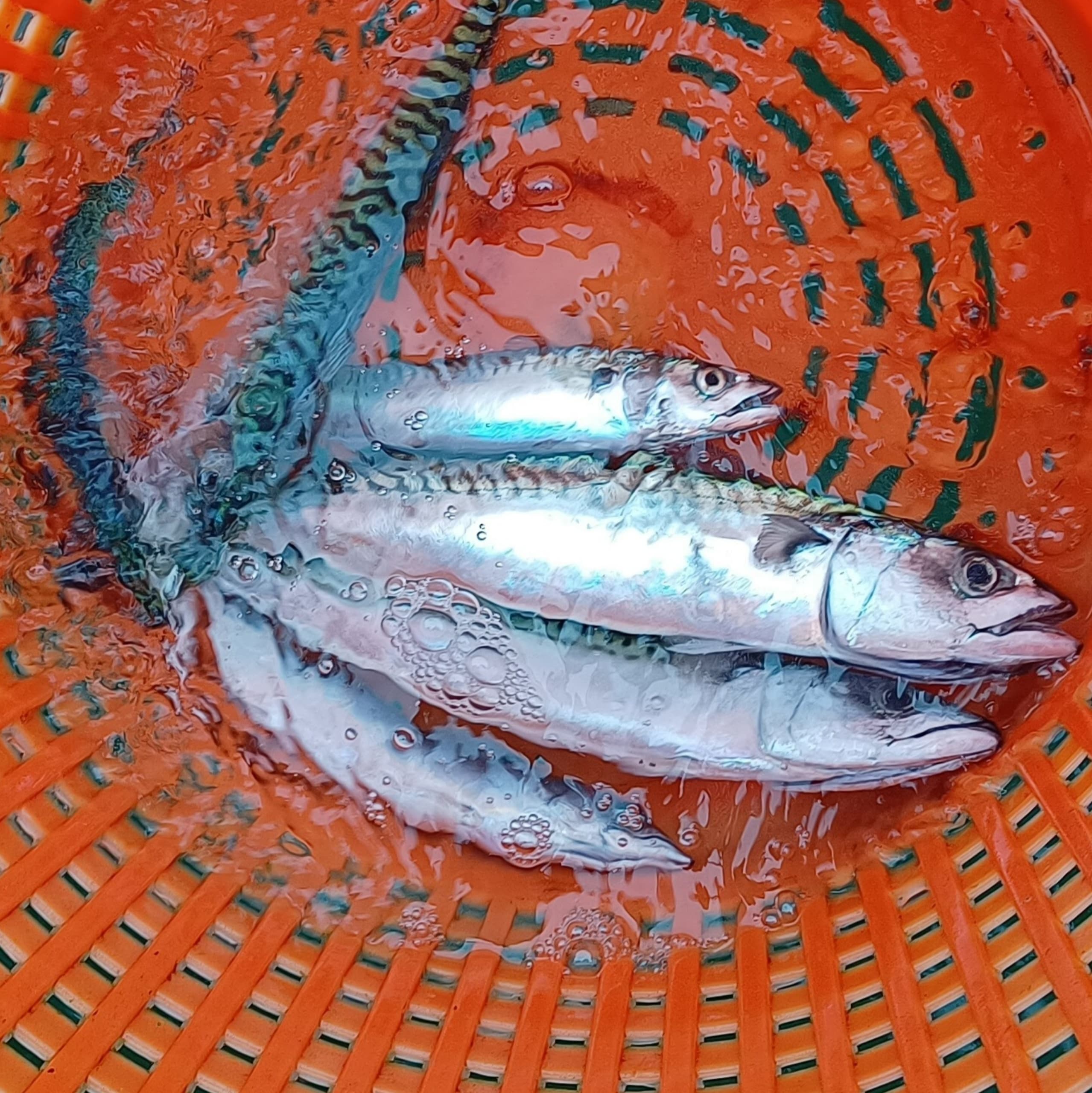 Fresh mackerel catch in orange basket, local fishing trip haul