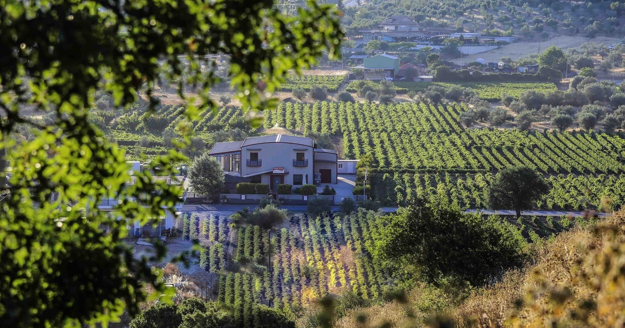 Vineyard with hillside villa in Greece, panoramic wine estate view