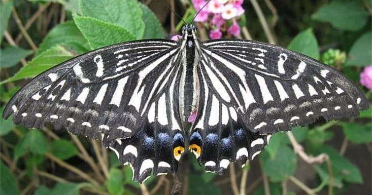 Black-and-white swallowtail butterfly feeding on lantana in Maui garden