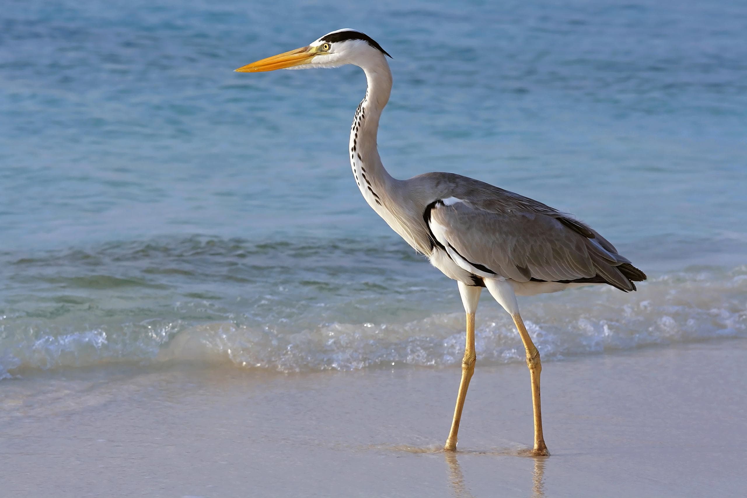 Great blue heron walking on sandy beach at ocean shoreline