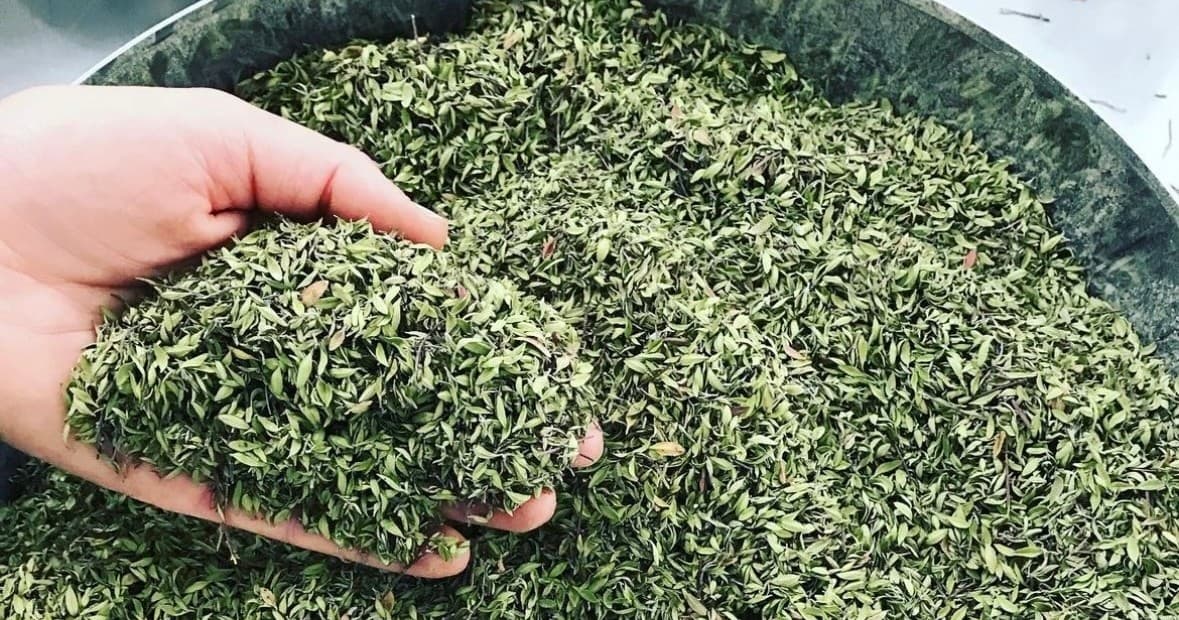 Aromatic Plants Tour & Taste with Farm Experiences in Évora
