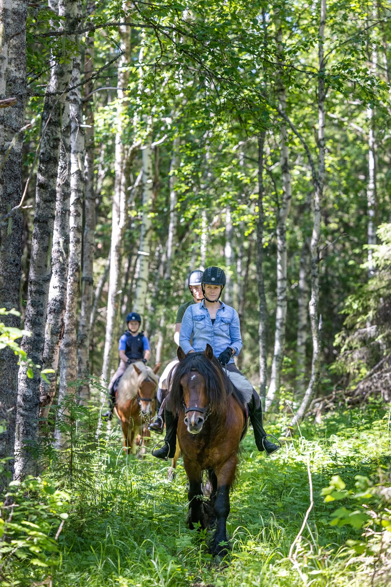 Horseback riders trotting along a birch forest trail in summer