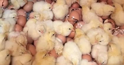Poultry Farming with Petersburg Poultry & Hatchery
