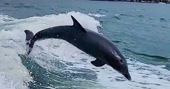 Dolphin Cruise with Aquaholic Charters in Venice, FL