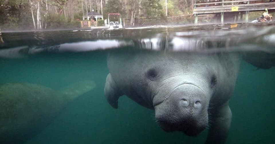 Manatee Magic and Wildlife Safari in Homosassa: River Cruise to Monkey Island and Blue Waters