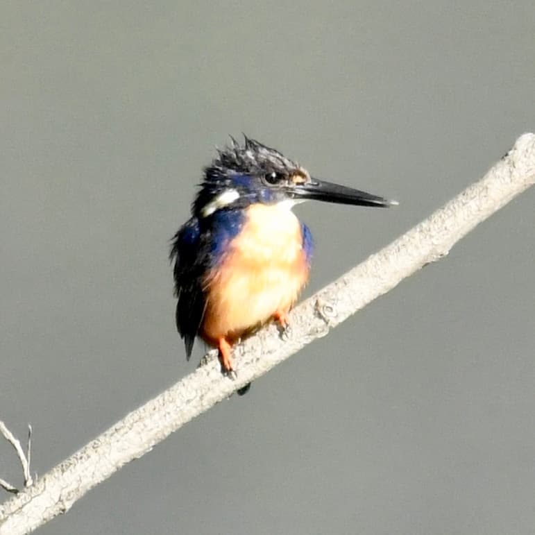 Birding Adventures in Western Sydney’s Scenic Wildlife Parks