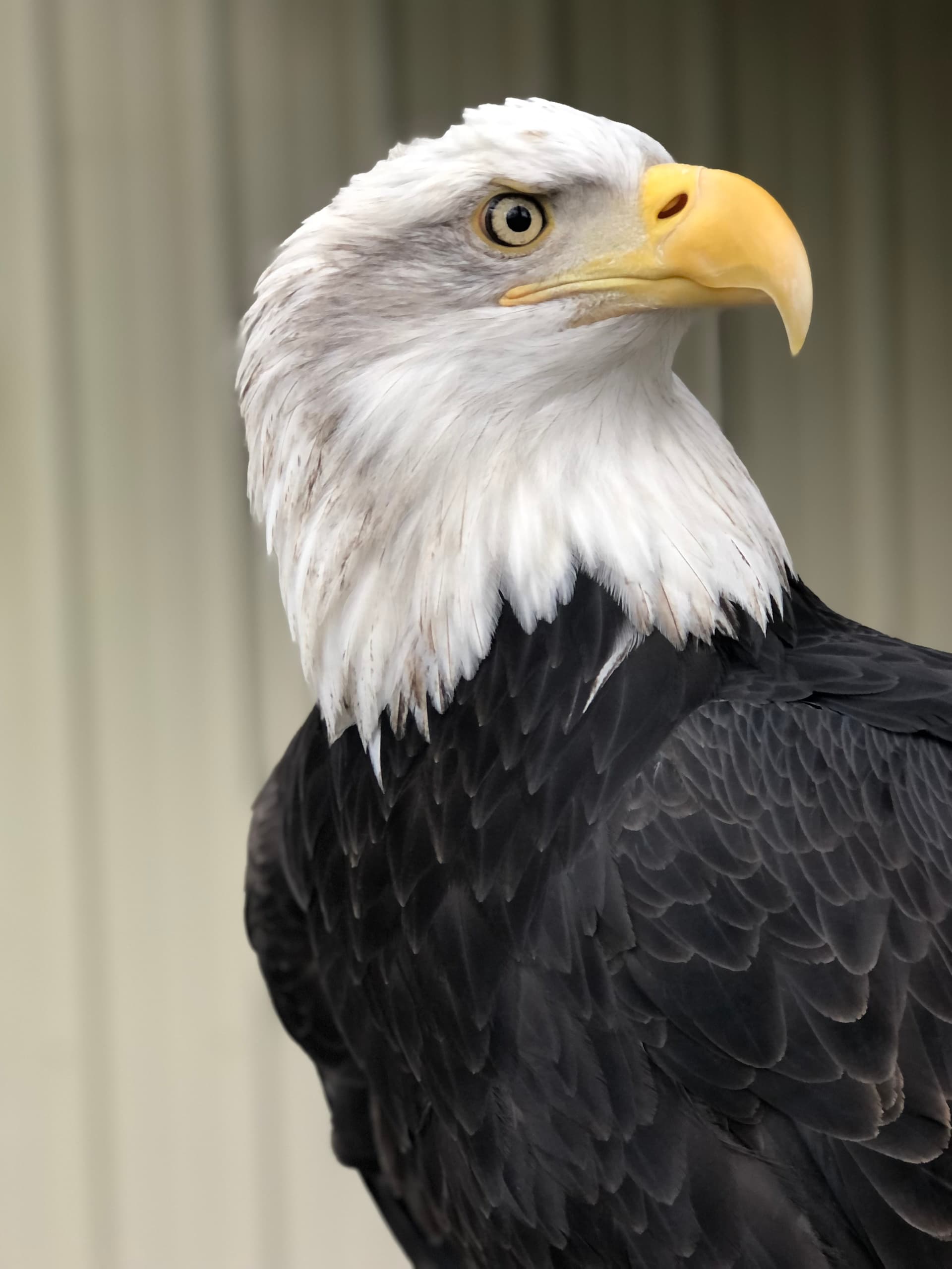 Bald eagle portrait at raptor center, educational bird display
