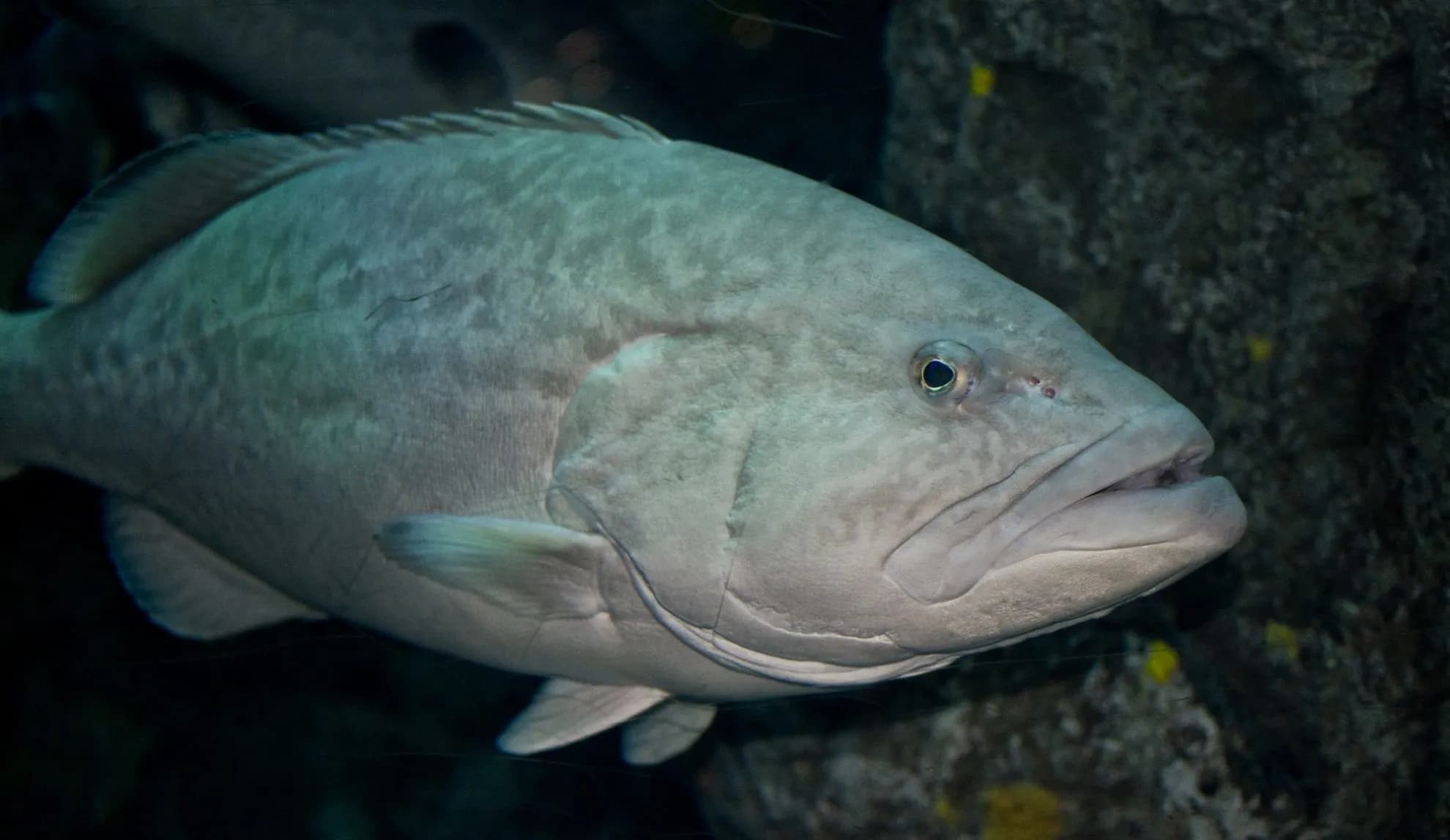 Middle Grounds Spearfishing Trip: Overnight Deep-Sea Hunting 120 Miles Offshore