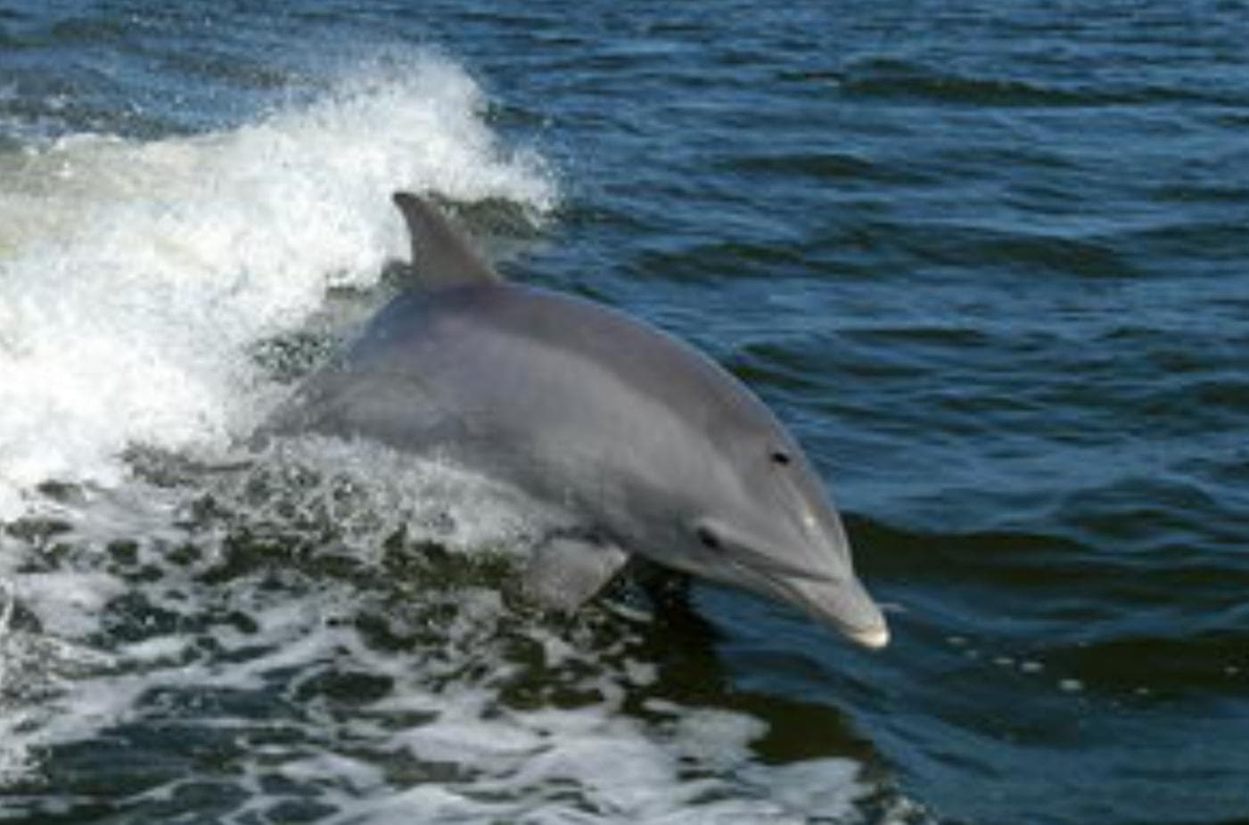 Ruskin Kayak & Sunset Cruises with Latitudes Tours