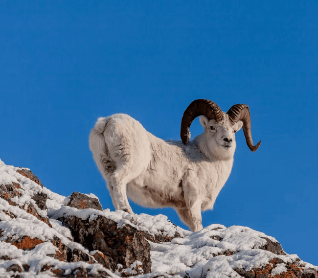 Whittier to Anchorage Cruise Transfer: Wildlife, Glaciers & Coastal Views photo 3