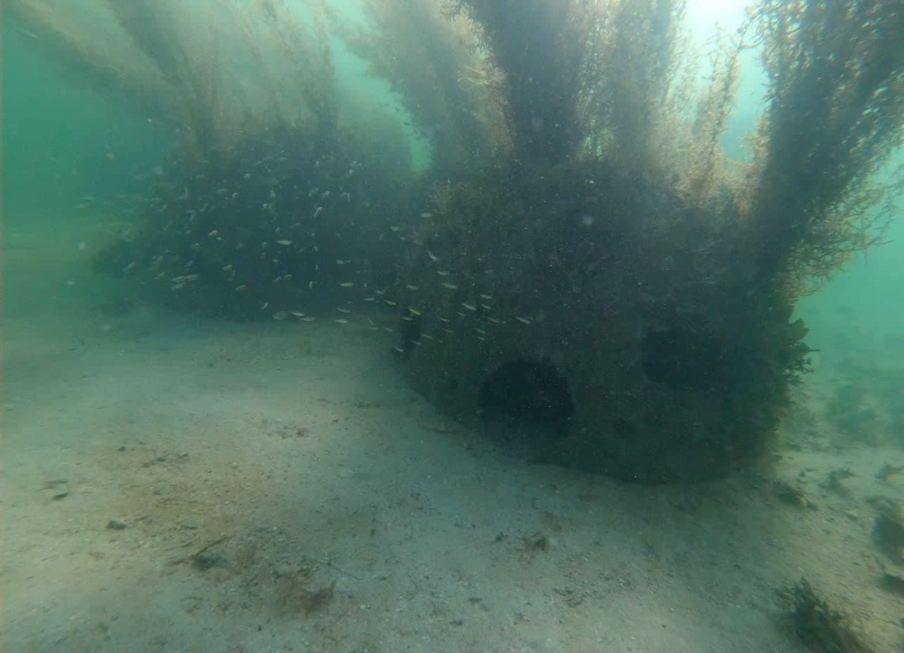 Pumpkins & Reef Balls: Hernando Beach Halloween Dive photo 3