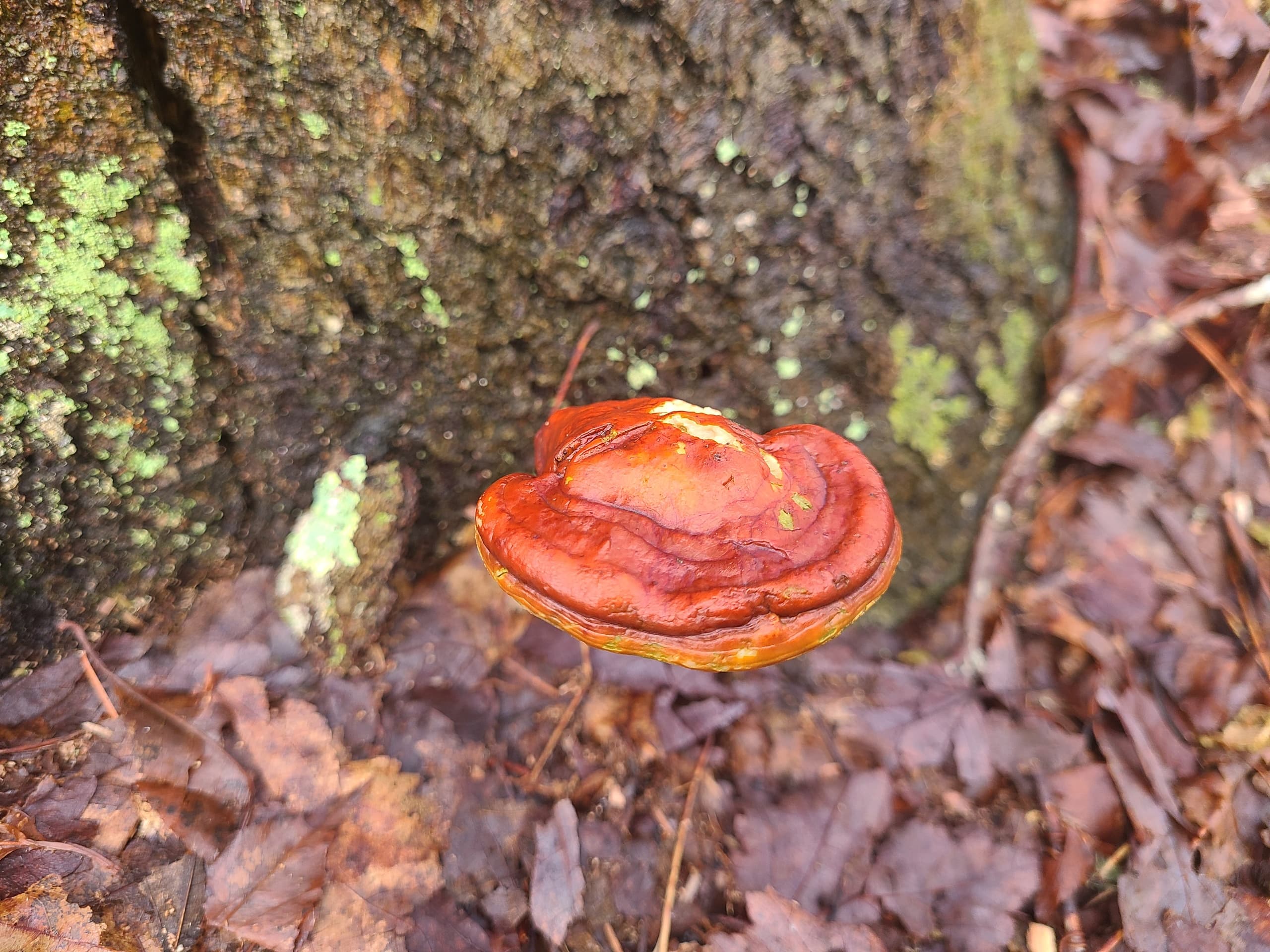 Wildlife & Nature Fungi Walk at Horseshoe Mill with Buzzards Bay Coalition