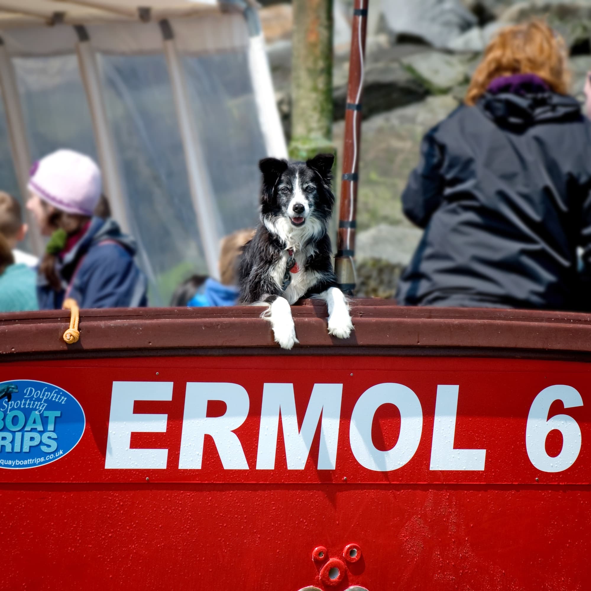 Dolphin Spotting with New Quay Boat Trips in Wales