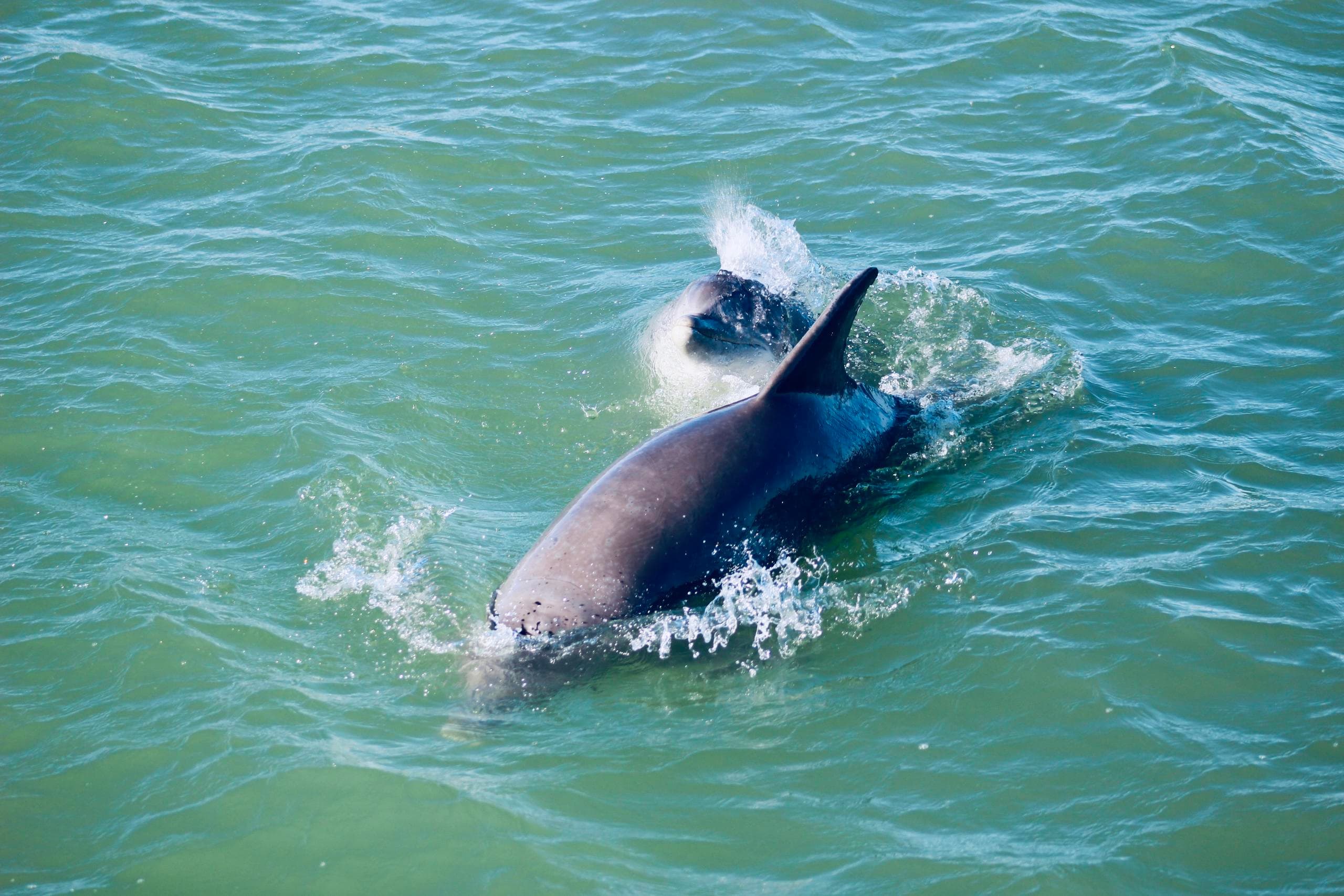 Wildlife & Water Activities: Sea Life Safari with Osprey Cruises
