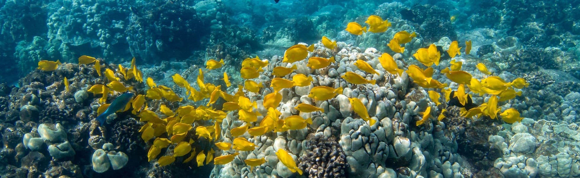 Snorkel Kealakekua Bay: Kealakekua Wildlife Expedition to the Captain Cook Monument