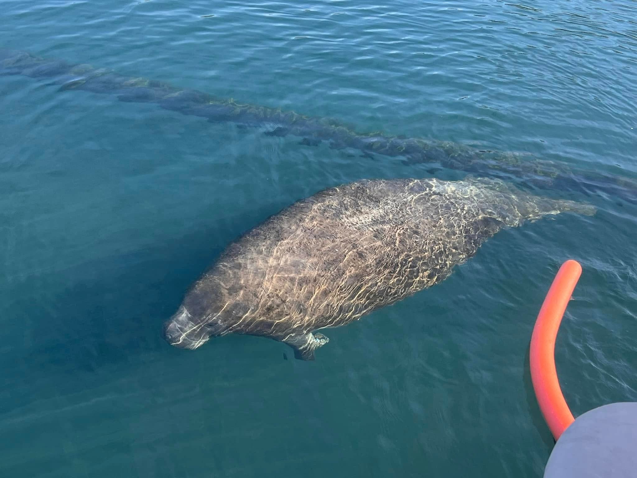 Swim with Manatees in Homosassa Springs: 3-Hour Guided Tour with Captain Janice photo 1