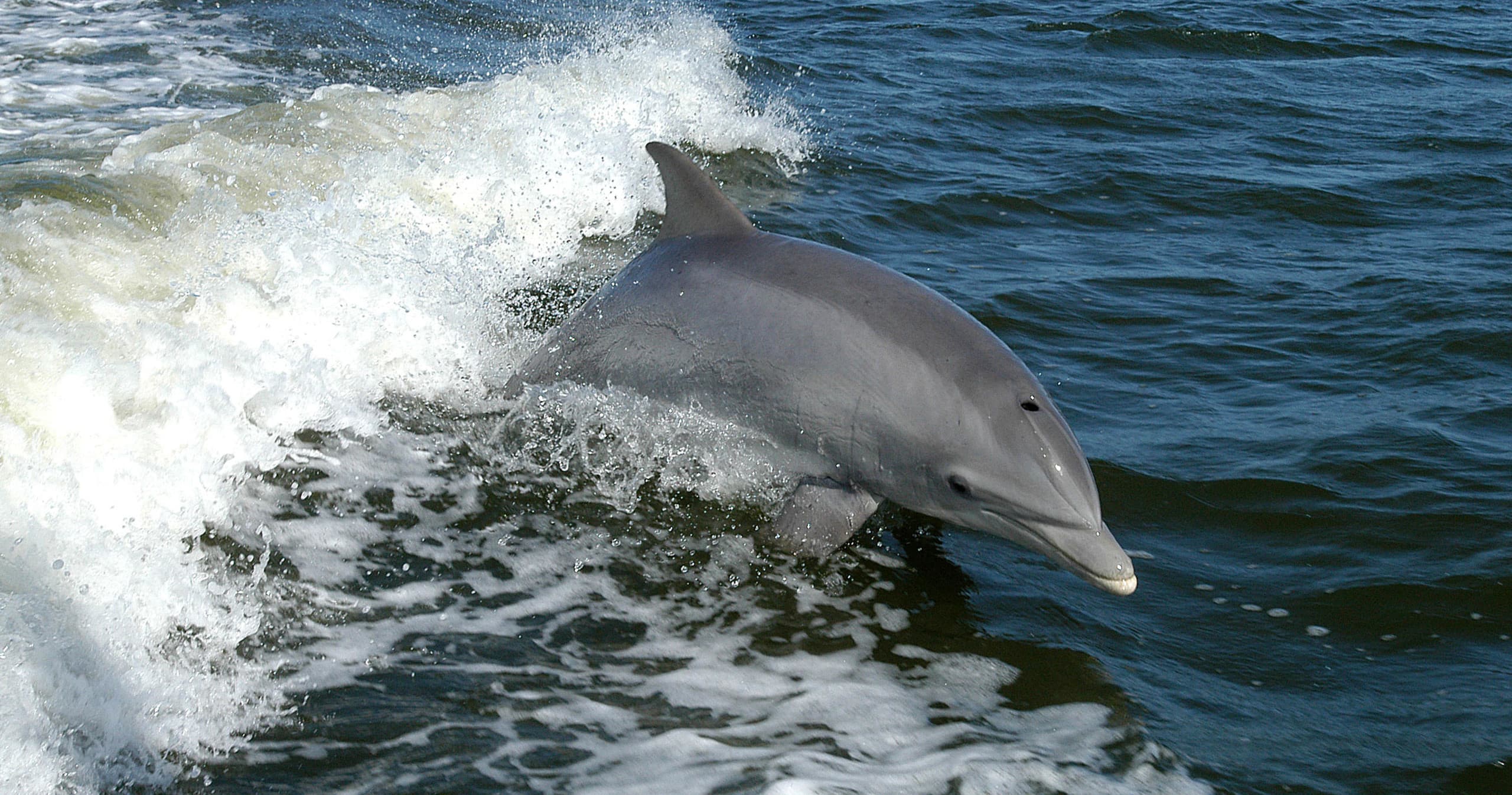 Bottlenose dolphin bow-riding near inshore fishing charter boat