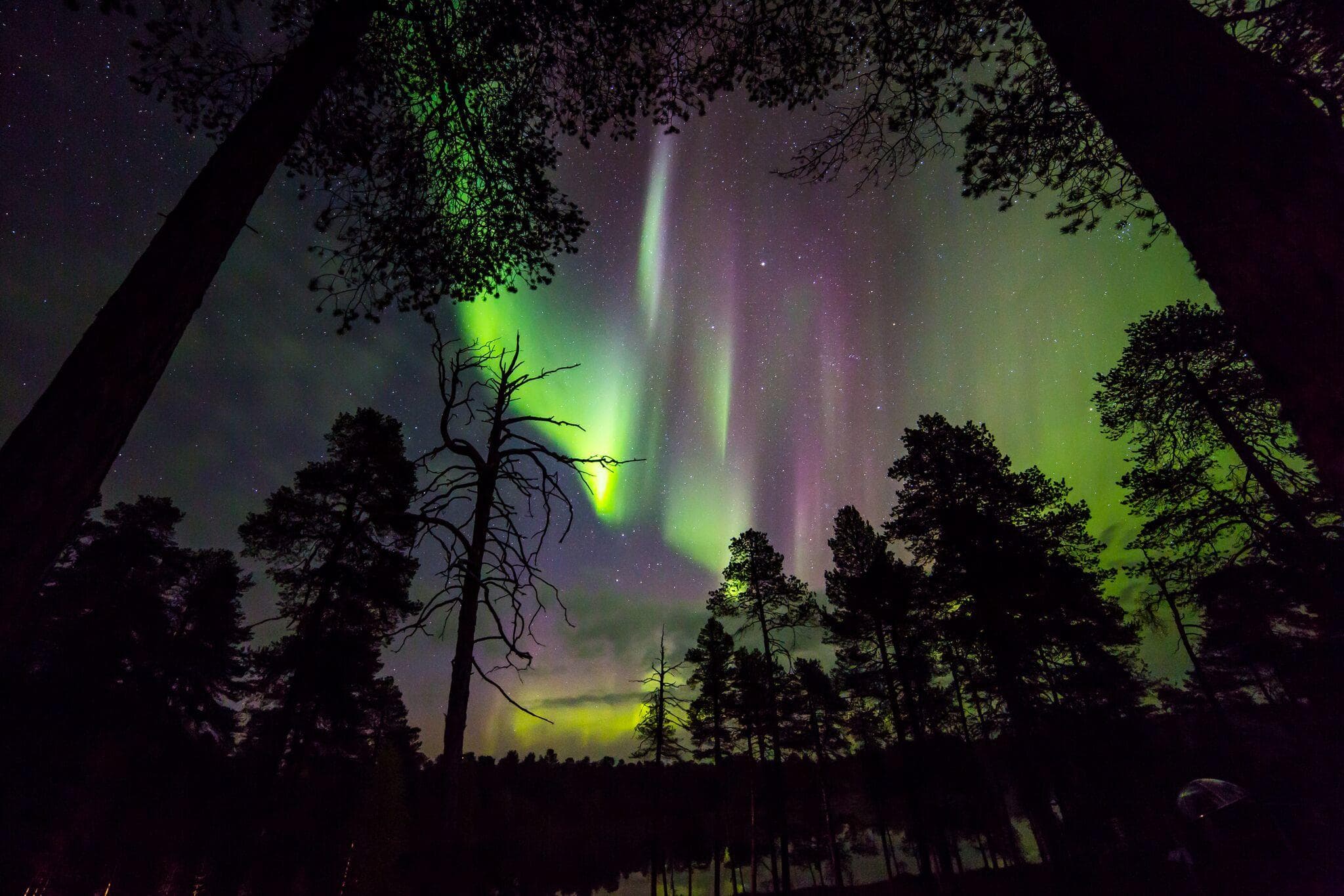 Vibrant aurora borealis sweeping above a dark pine forest