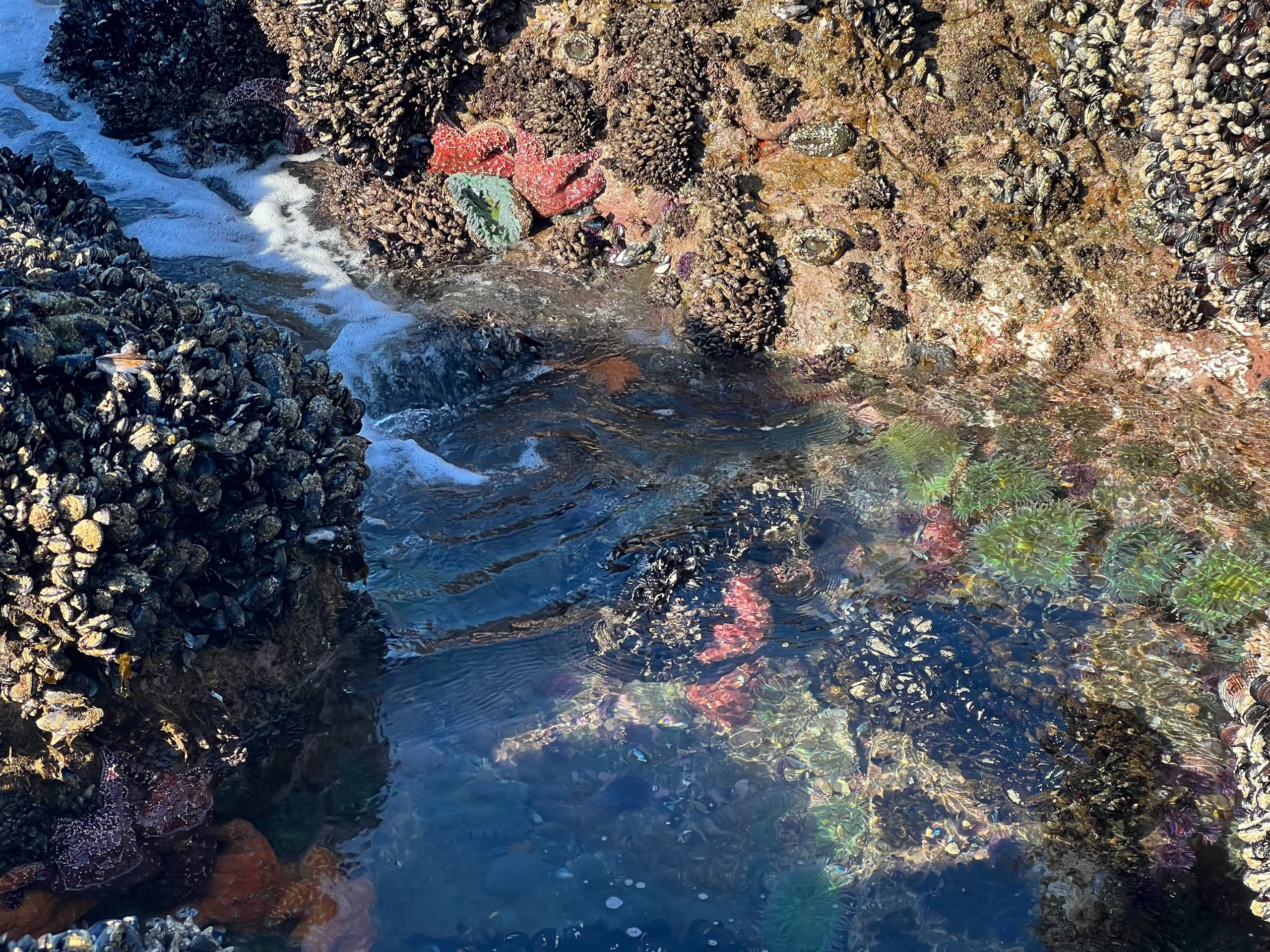 Guided Kayak Tide Pool Adventure with Terranea Resort in Rancho Palos Verdes
