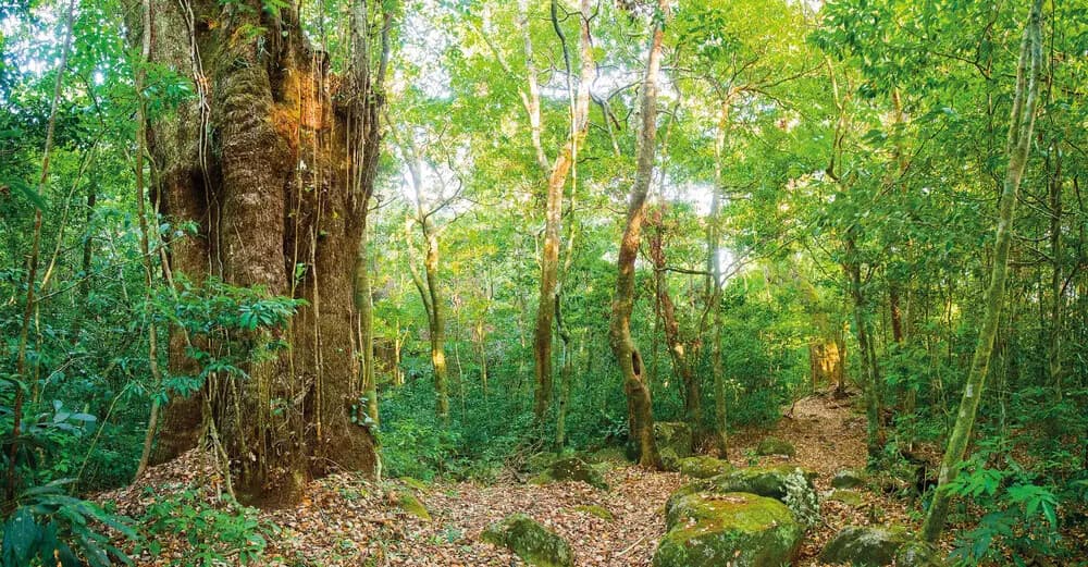 Steaming Trails: Private Hike to Las Pailas in Rincon de la Vieja photo 2