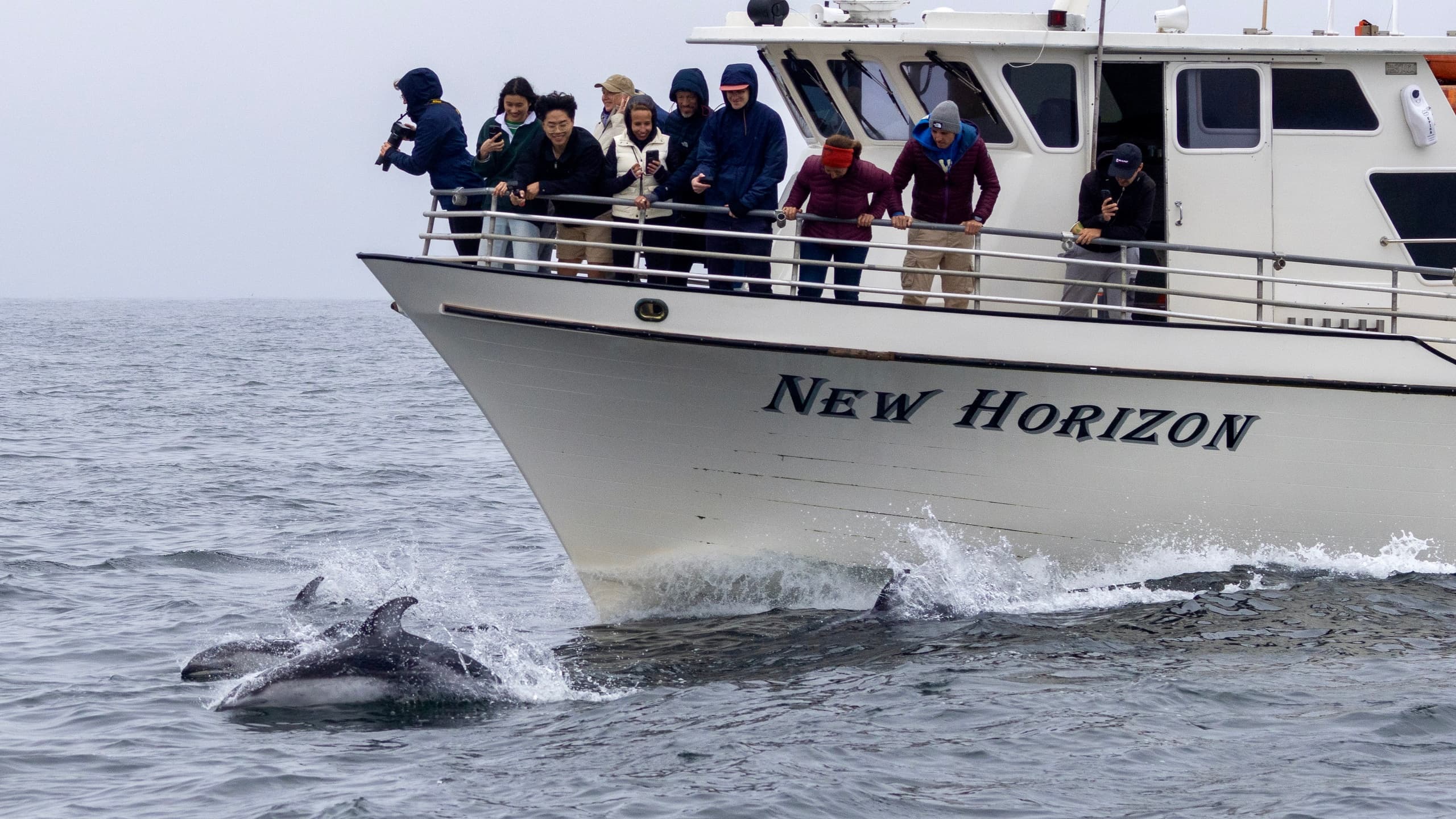 Private Whale Watch Charter in Monterey, California