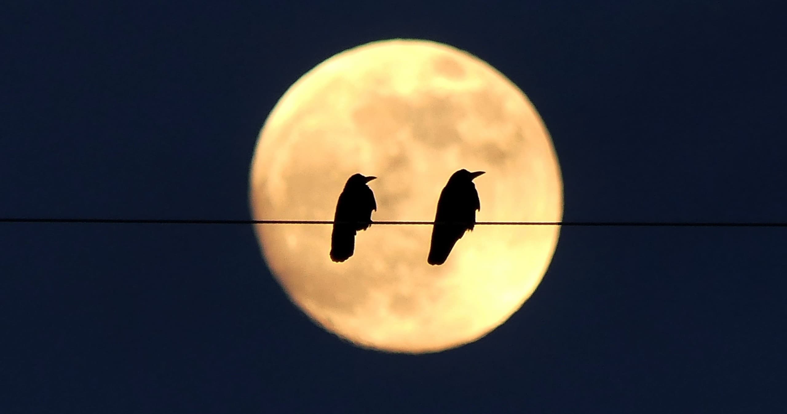 Two birds silhouetted on powerline against full moon night sky