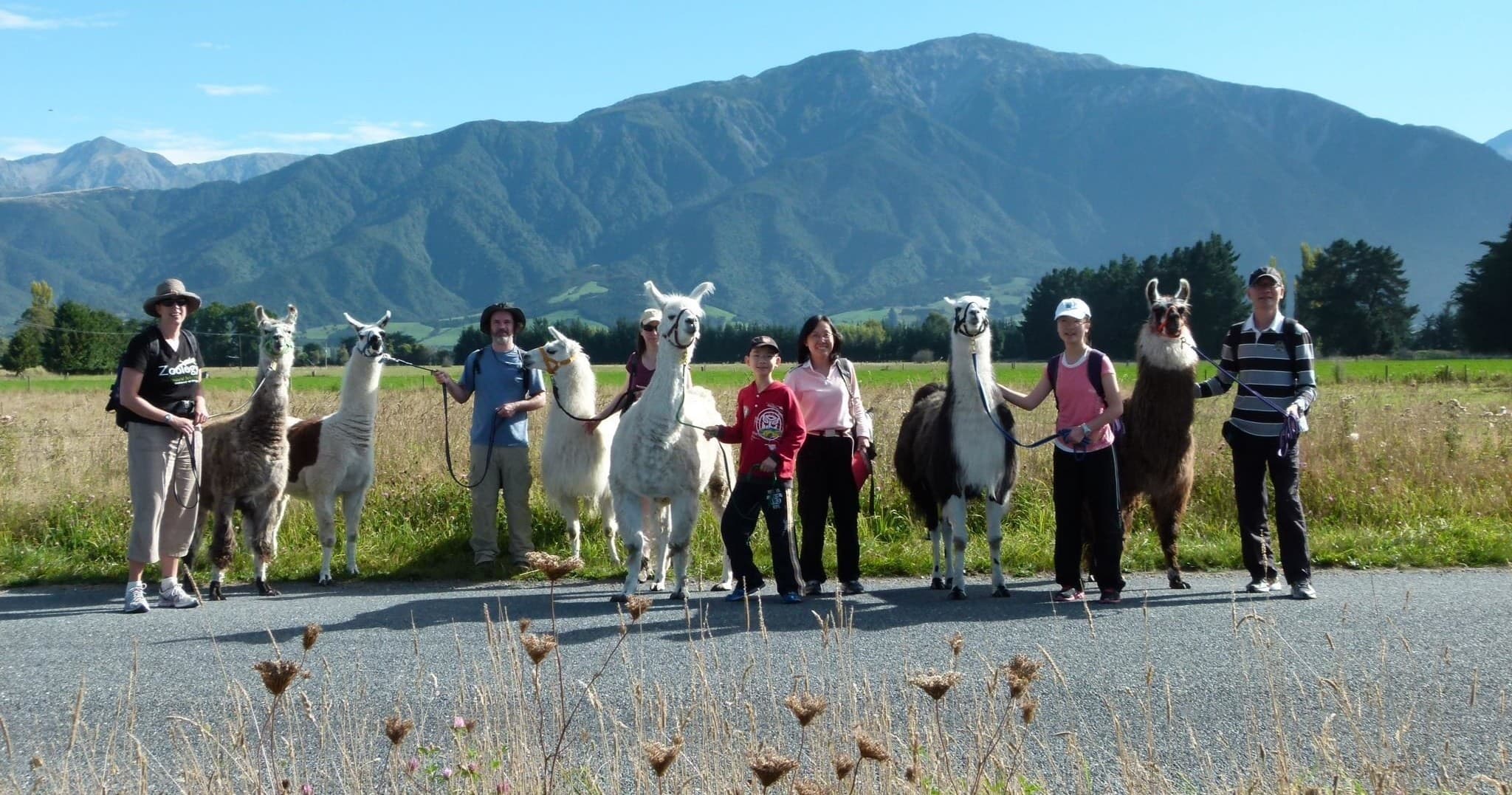 Group llama trekking with mountain backdrop near Kaikoura coast