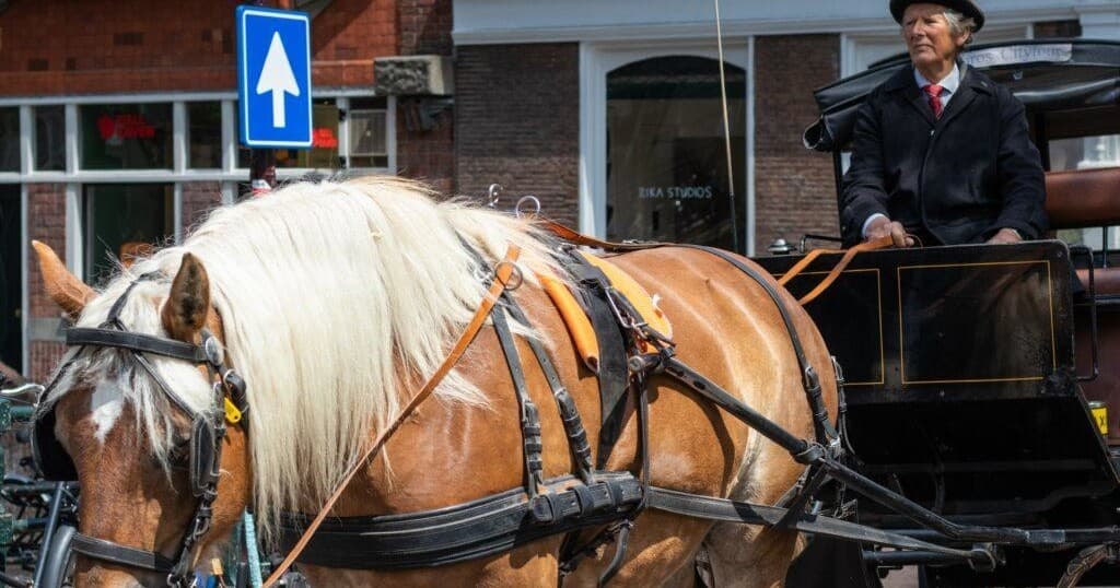Discover Central Park’s Charm: 60-Minute Private Horse & Carriage Ride in NYC