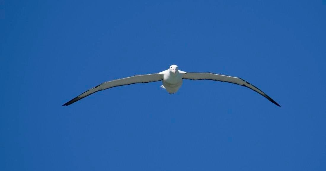 Discover Dunedin’s Otago Peninsula: City Wonders and Albatross Encounter
