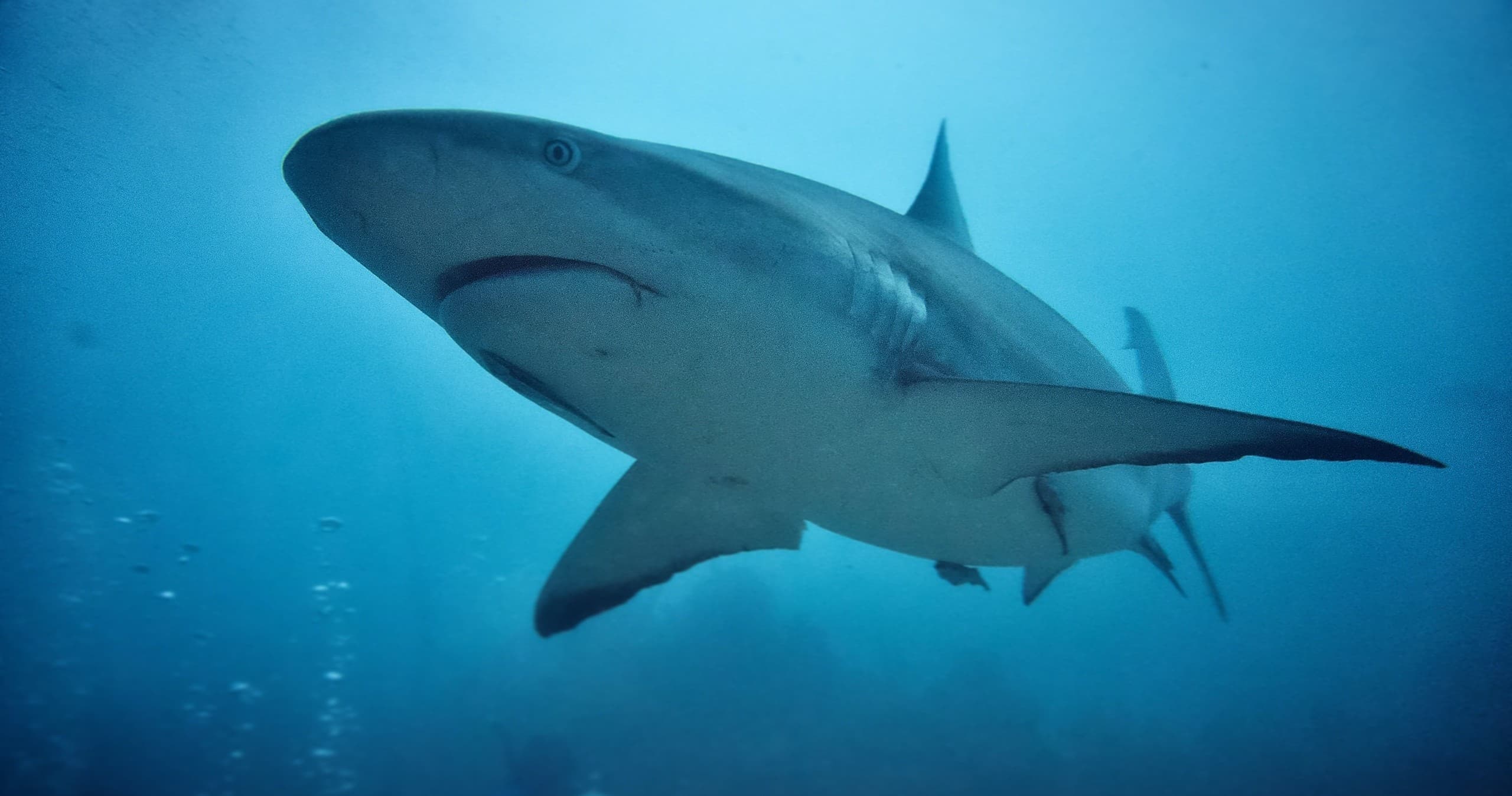 Caribbean reef shark swimming underwater near charter dive site
