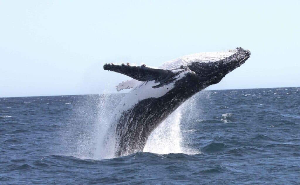 Whale Watching & Sailing with Private Whales Under Sail