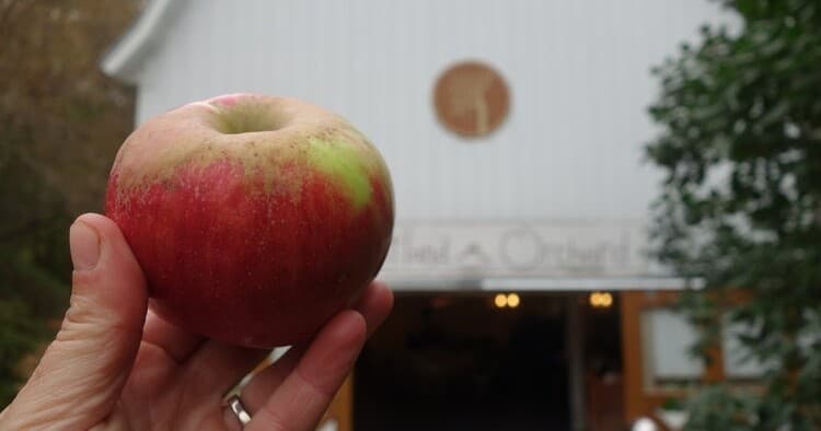Hand holding apple at Sweetland Orchard with barn, apple picking