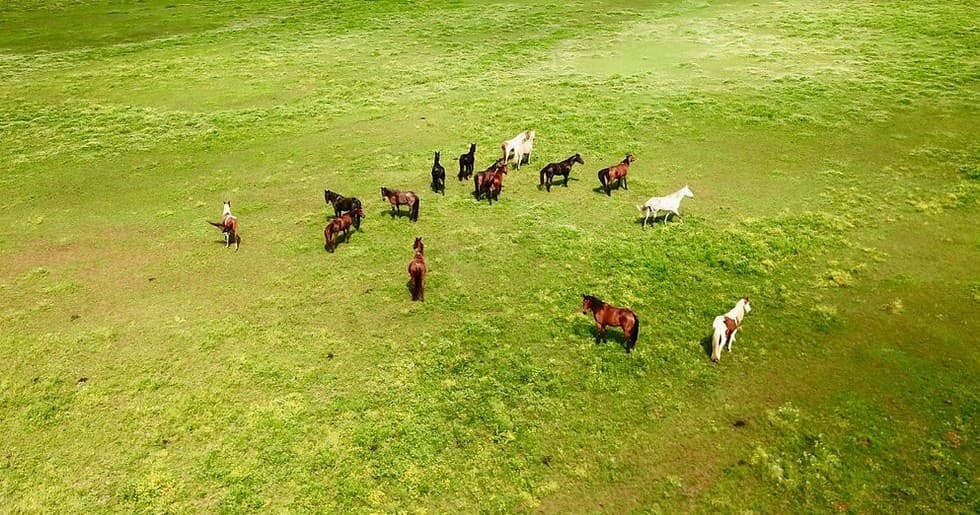 Aerial herd of horses grazing on open green ranch fields