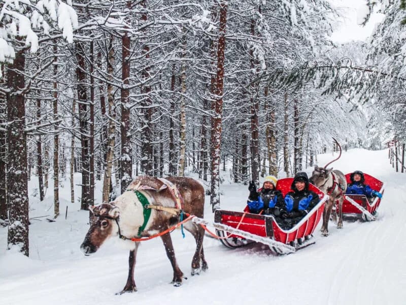 Snowmobile Safari to Reindeer and Husky Farm — Rovaniemi Lapland Winter Adventure