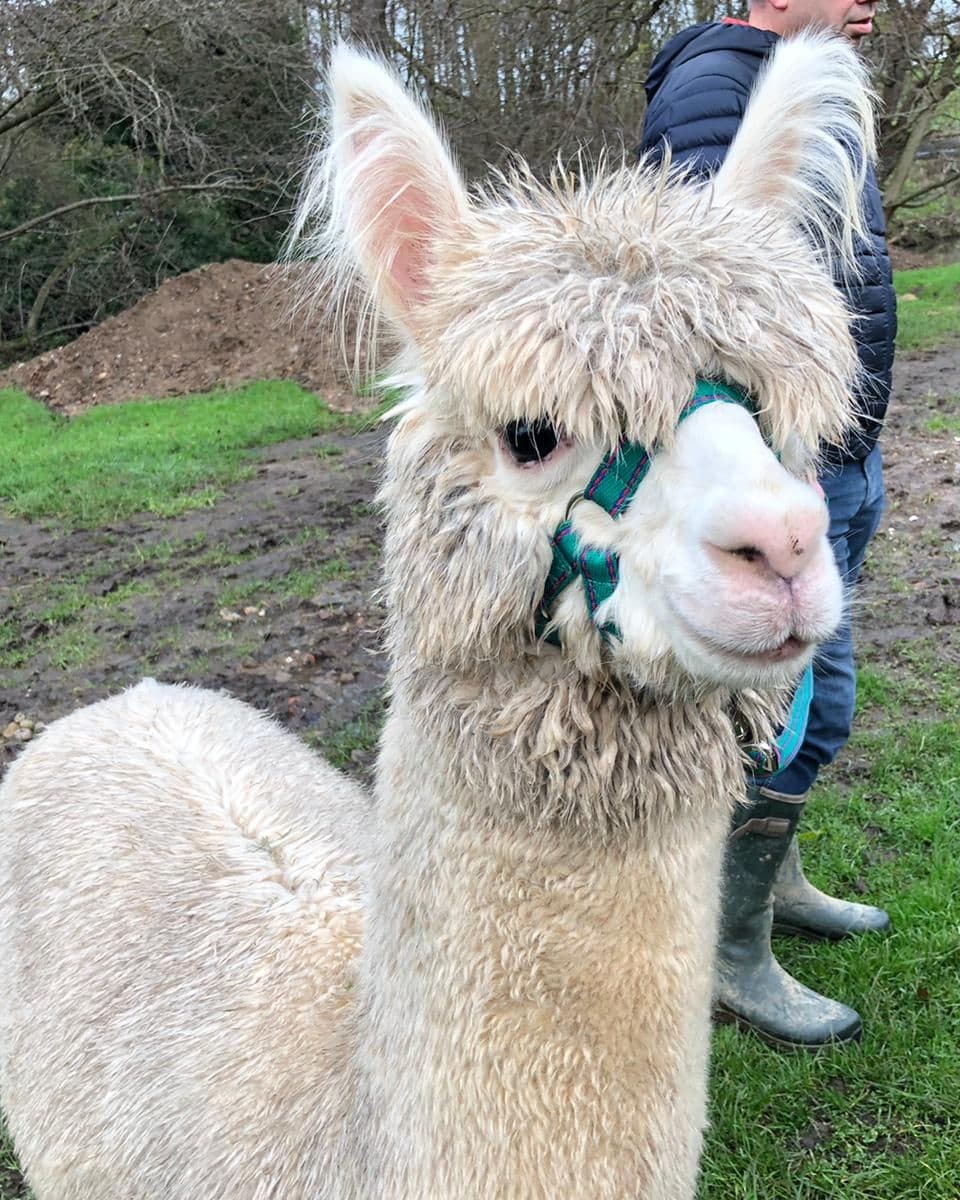 Wildlife & Nature: Amble with an Alpaca in Scenic Fields