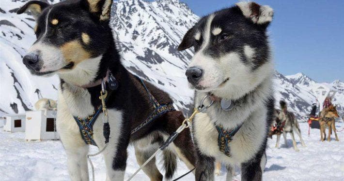Helicopter and Glacier Dogsled Tour (Plus Lower Glacier Landing)