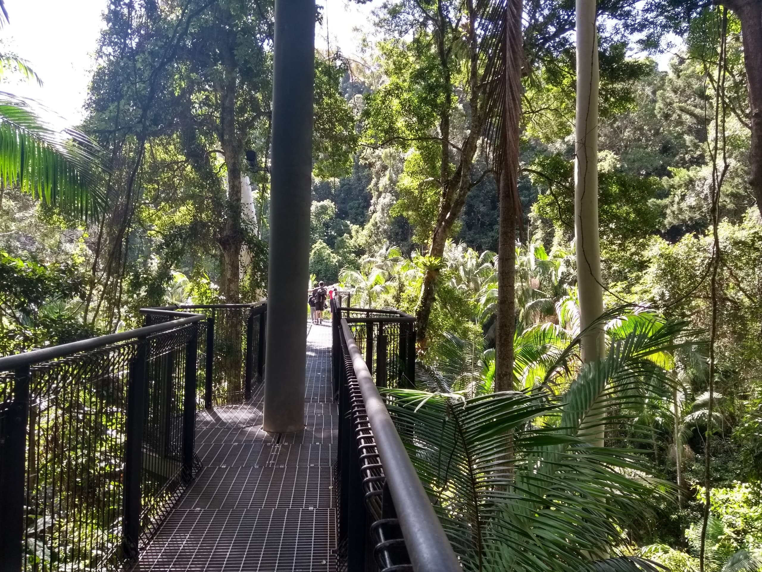 Tamborine Mountain Day Tour: Rainforest Skywalk, Gallery Walk & Curtis Falls photo 1