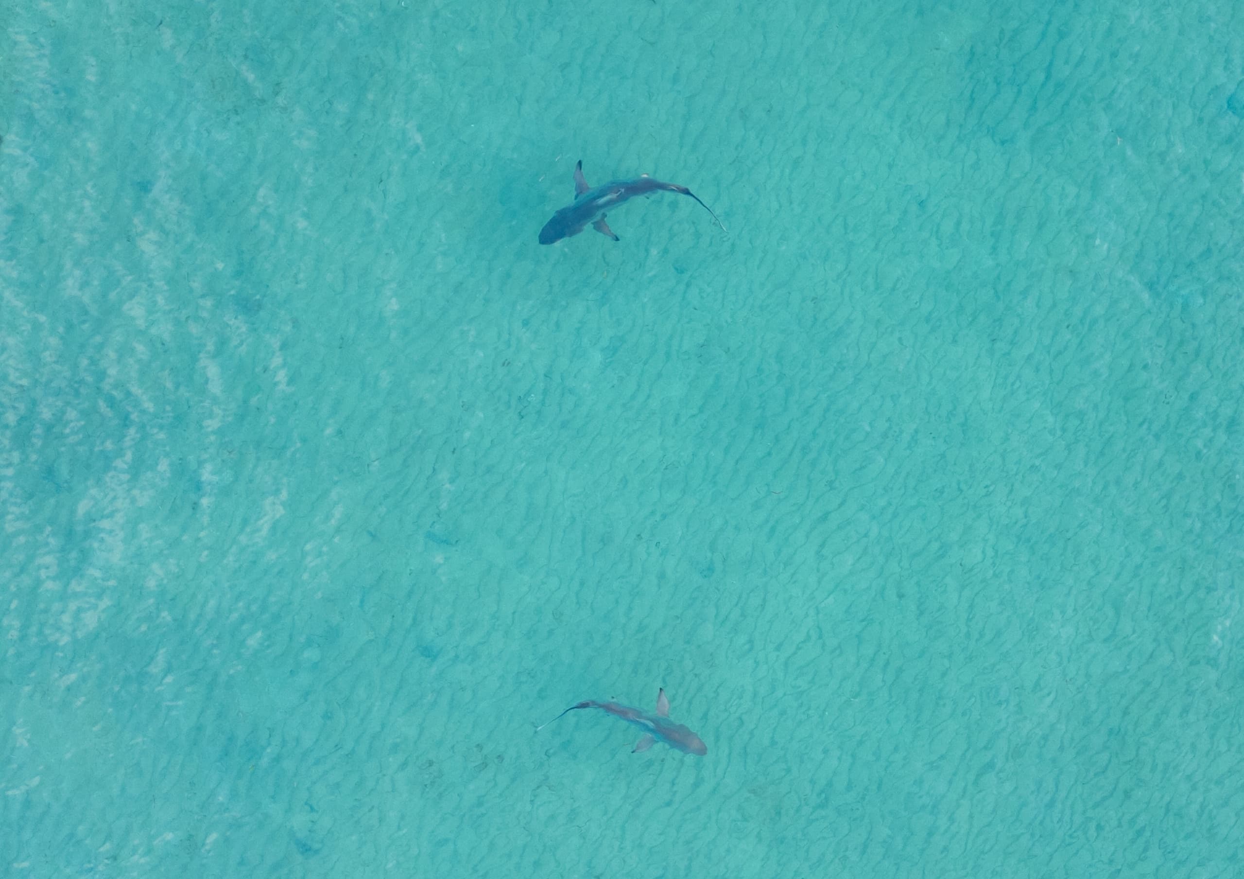 Private South Florida Coastal Helicopter Tour: Pompano Beach to Miami VIP Flights photo 4