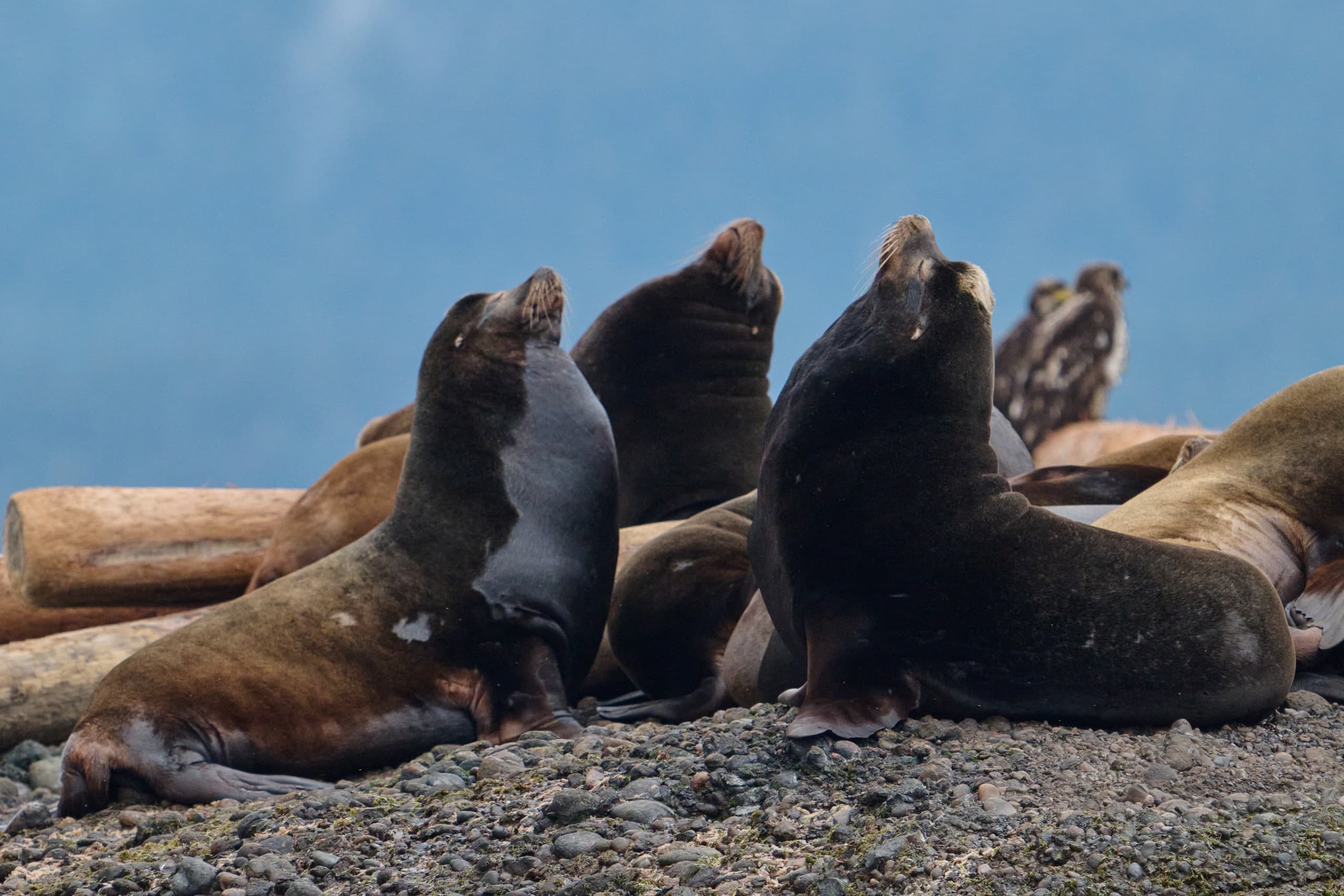 Chasing the Spawn: Pacific Herring Photography Tour from Comox photo 4