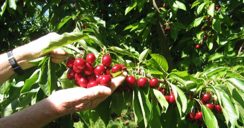 Blue Hills Berries and Cherries fleet