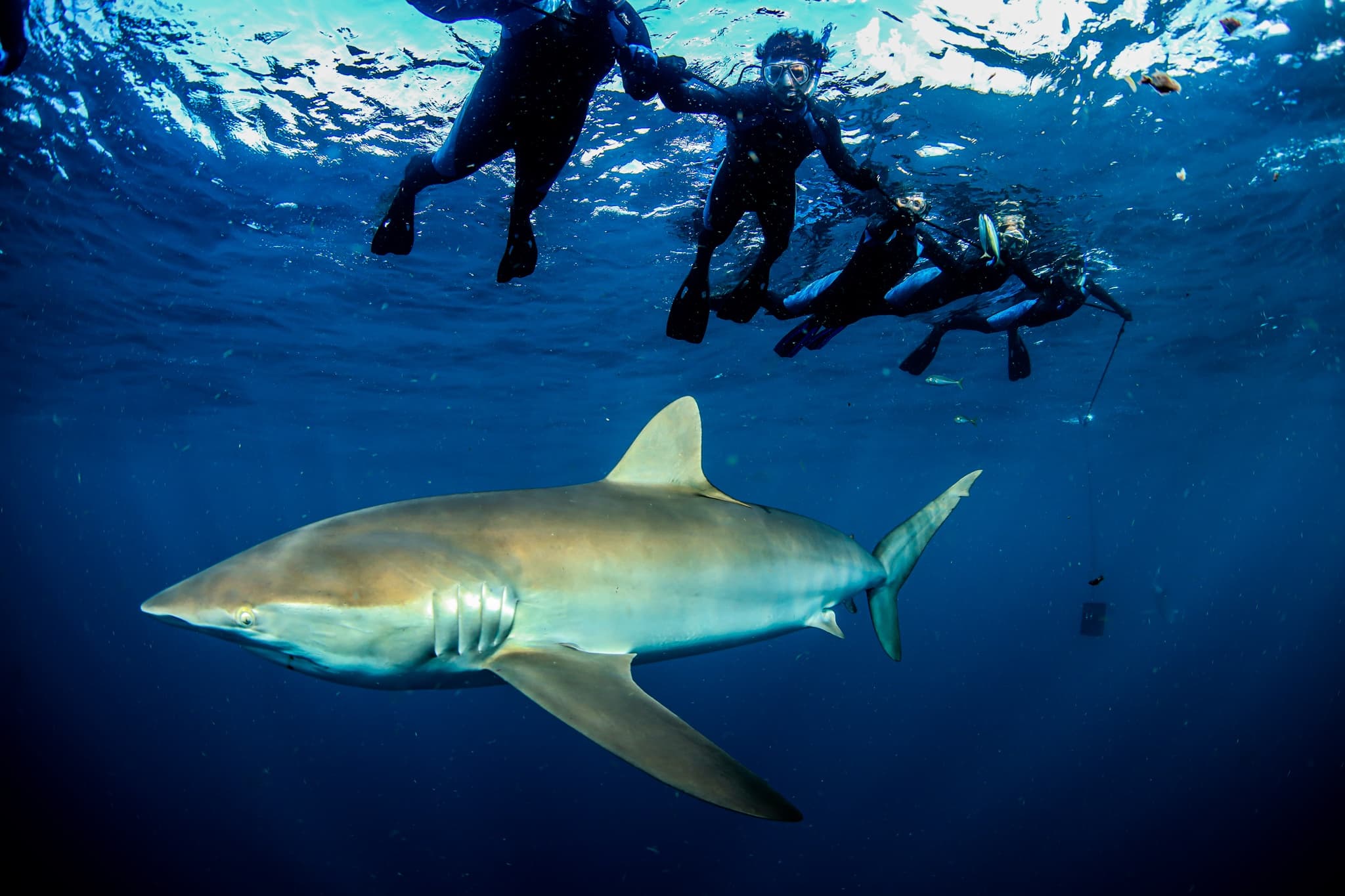Reef shark gliding beneath surface with divers above ocean
