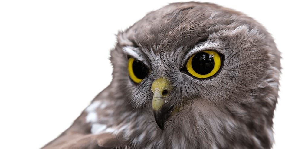 Owl Encounter at National Zoo and Aquarium Canberra