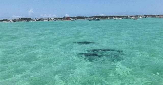 Wildlife & Water Activities: Dolphin Adventure Tour in Destin