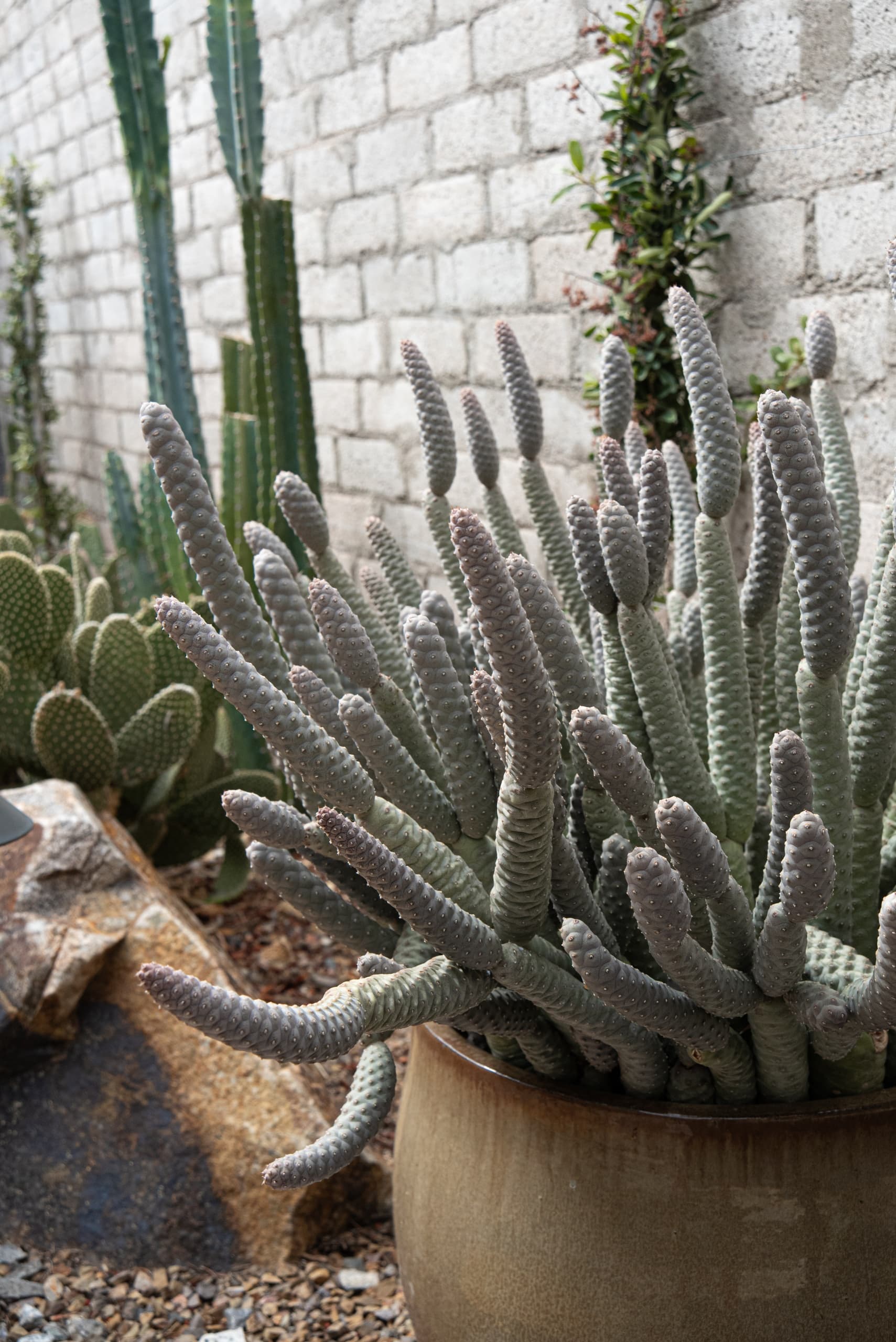 Explore Desert Autumn's Colors on the Boomerang Bloom Garden Tour in Las Vegas photo 4
